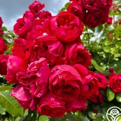 Red Eden®>Heirloom Roses Best