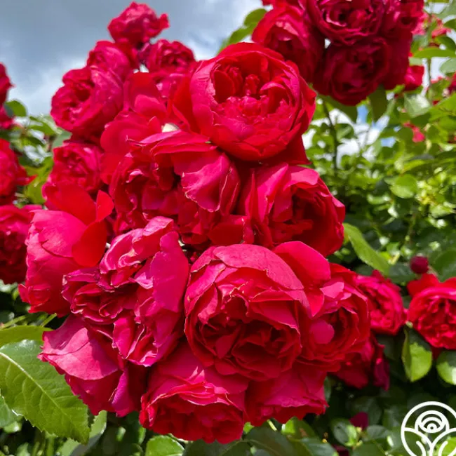 Red Eden®>Heirloom Roses Best