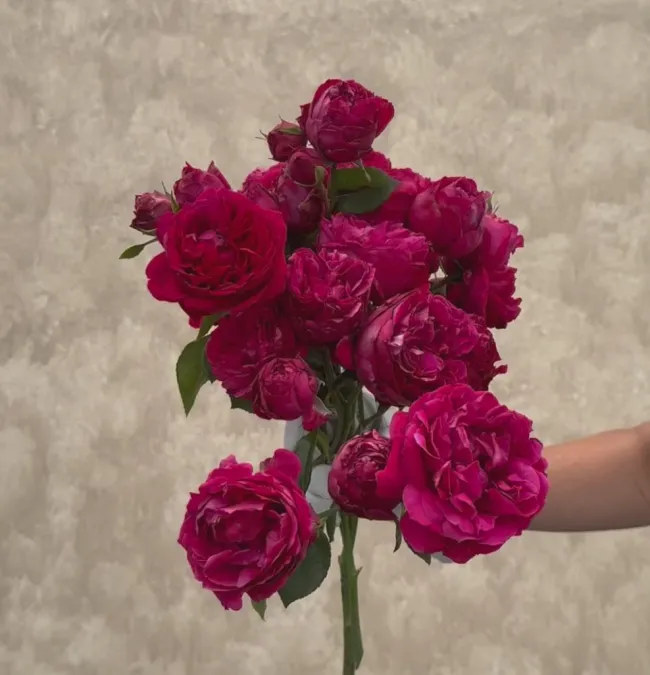 Red Eden®>Heirloom Roses Best