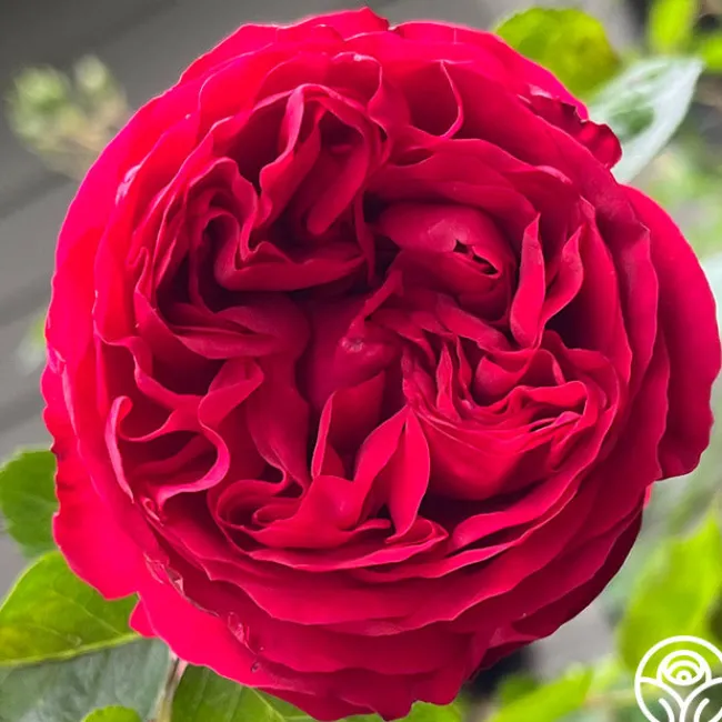 Red Eden®>Heirloom Roses Best