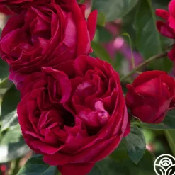Red Eden®><noscript><img width=