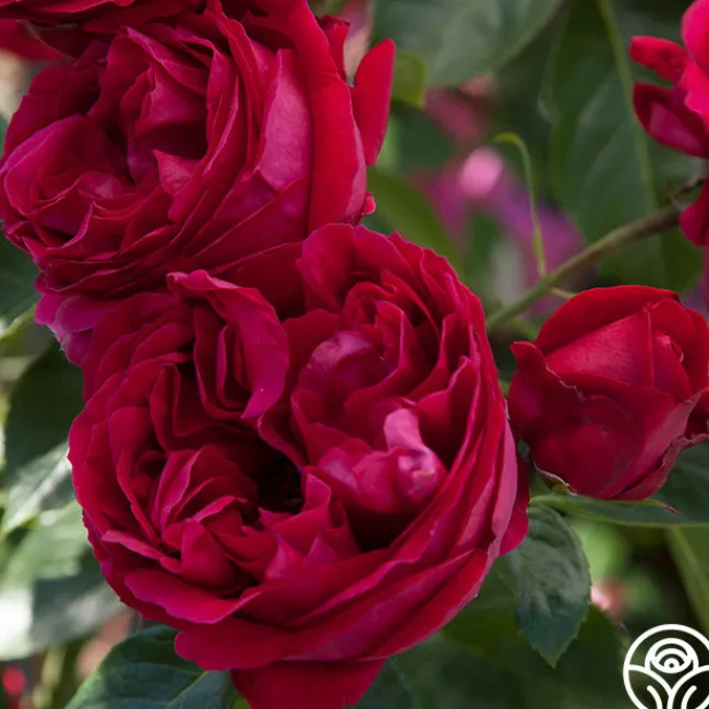Red Eden®>Heirloom Roses Best