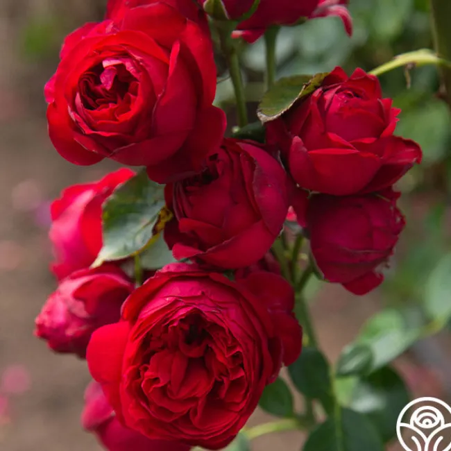 Red Eden®>Heirloom Roses Best
