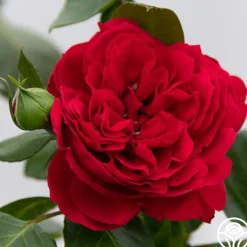 Red Eden®><noscript><img width=