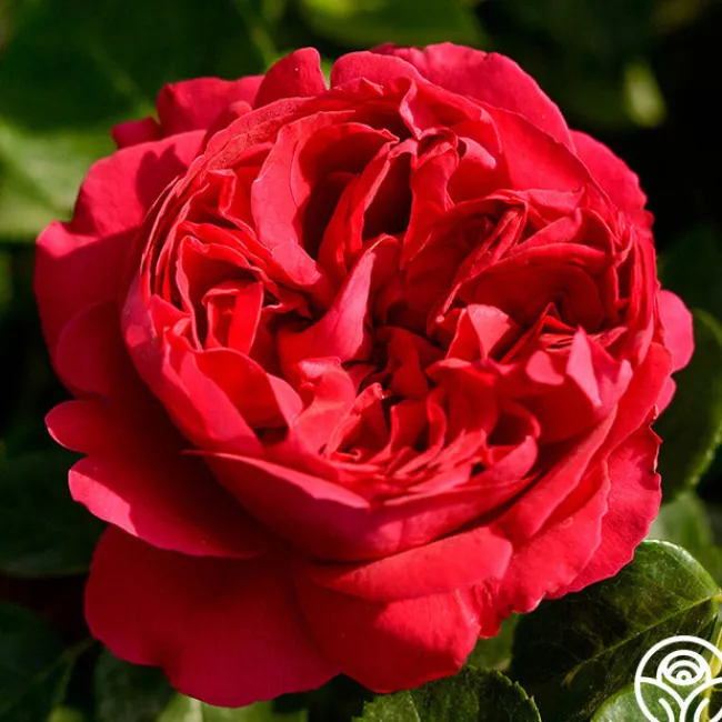 Red Eden®>Heirloom Roses Best