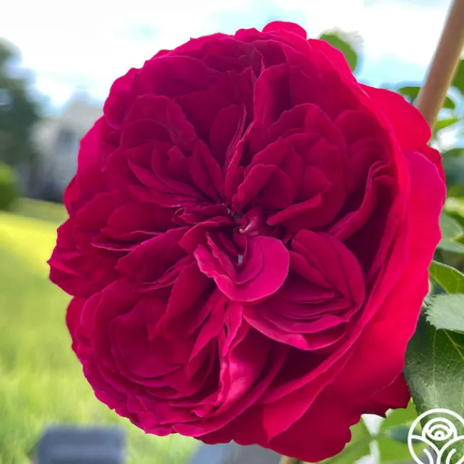 Red Eden®>Heirloom Roses Best
