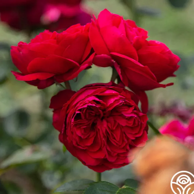 Red Eden®>Heirloom Roses Best
