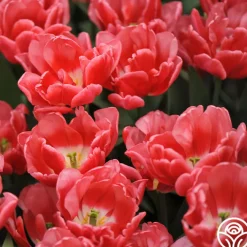 Red Foxtrot>Heirloom Roses