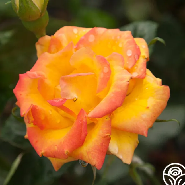 Red Gold>Heirloom Roses Clearance