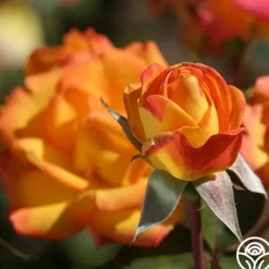 Red Gold>Heirloom Roses Clearance