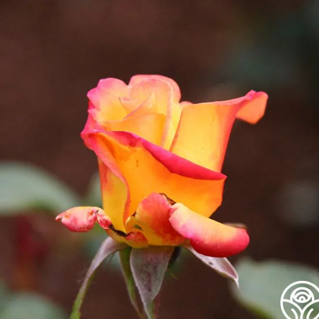 Red Gold>Heirloom Roses Clearance