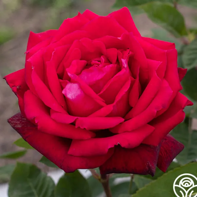Red Masterpiece®>Heirloom Roses Outlet