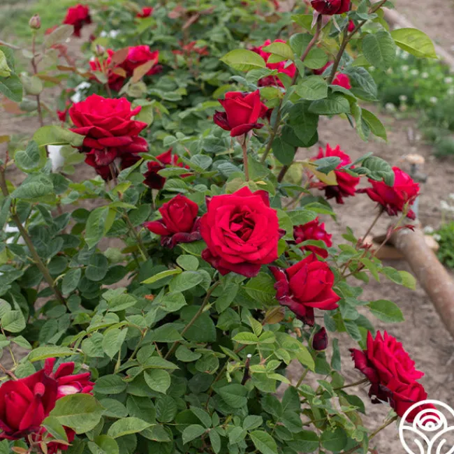 Red Masterpiece®>Heirloom Roses Outlet