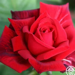 Red Masterpiece®><noscript><img width=