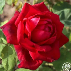 Red Masterpiece®><noscript><img width=
