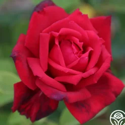 Red Masterpiece®><noscript><img width=