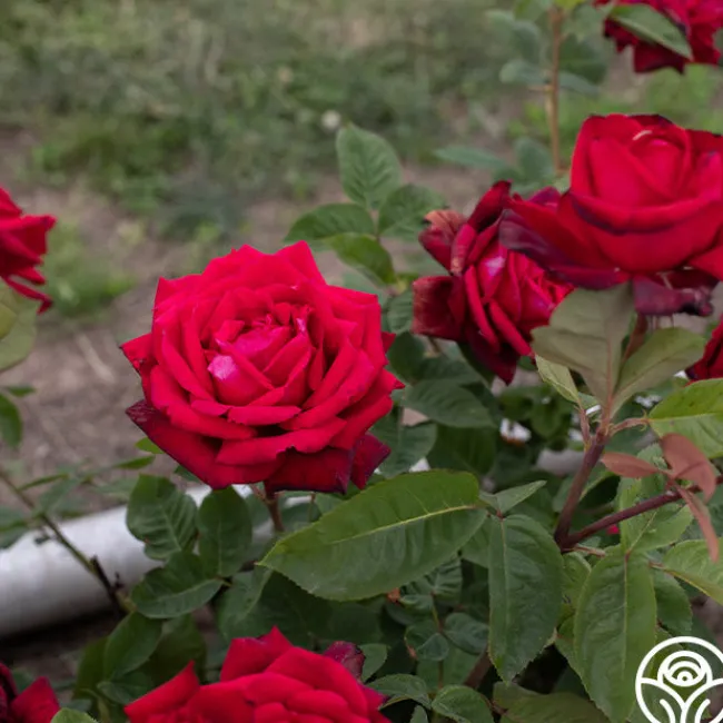 Red Masterpiece®>Heirloom Roses Outlet