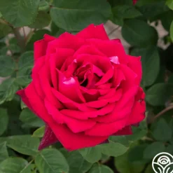 Red Masterpiece®><noscript><img width=