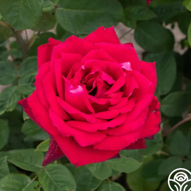 Red Masterpiece®>Heirloom Roses Outlet