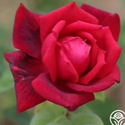 Red Masterpiece®><noscript><img width=