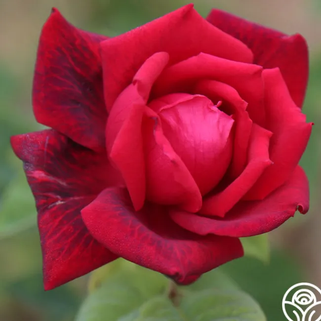 Red Masterpiece®>Heirloom Roses Outlet