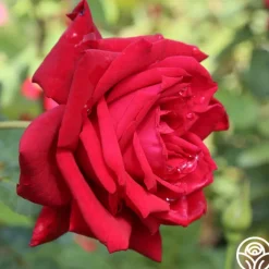 Red Masterpiece®><noscript><img width=