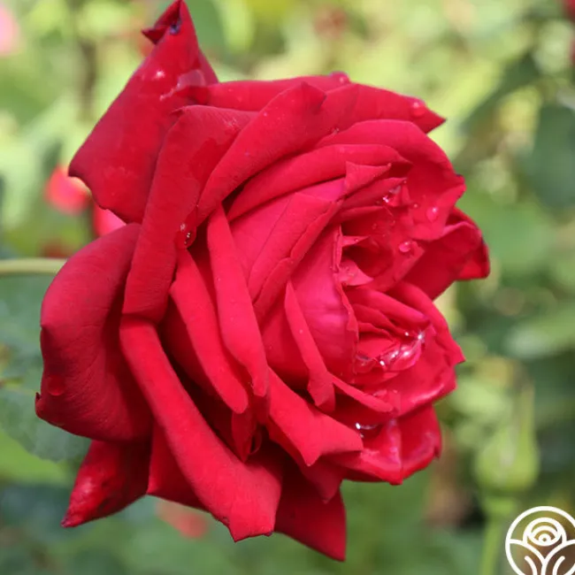 Red Masterpiece®>Heirloom Roses Outlet