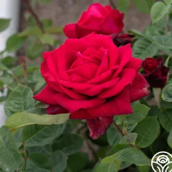 Red Masterpiece®><noscript><img width=