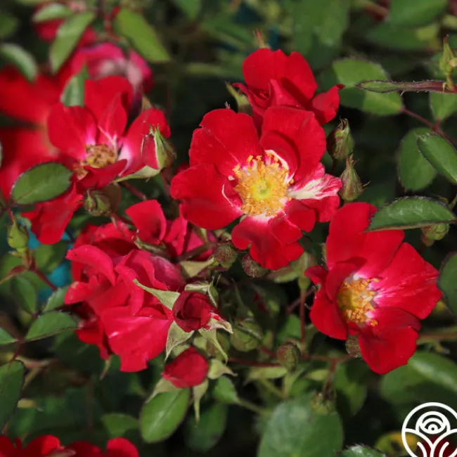 Red Meidiland®>Heirloom Roses Outlet
