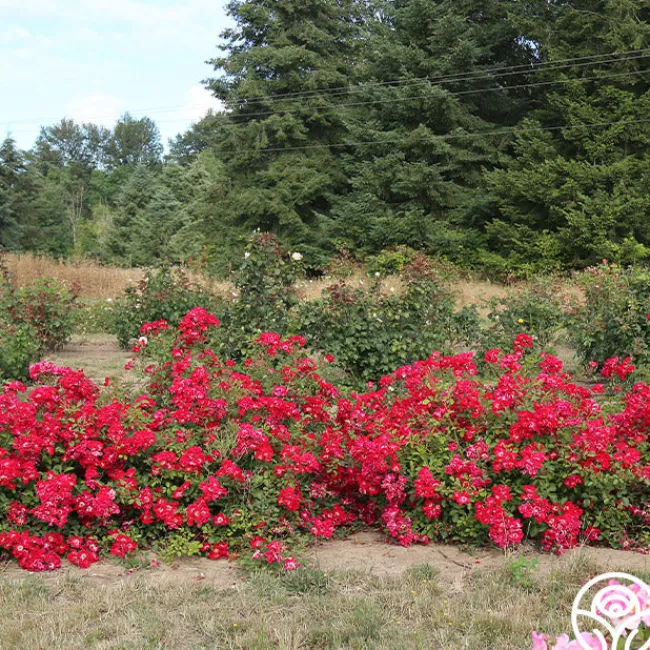 Red Meidiland®>Heirloom Roses Outlet