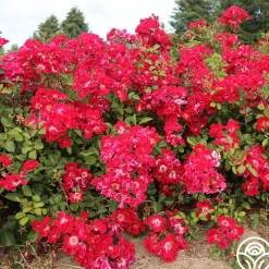 Red Meidiland®><noscript><img width=
