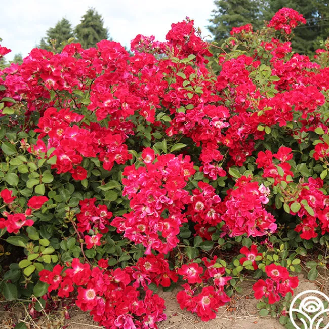 Red Meidiland®>Heirloom Roses Outlet