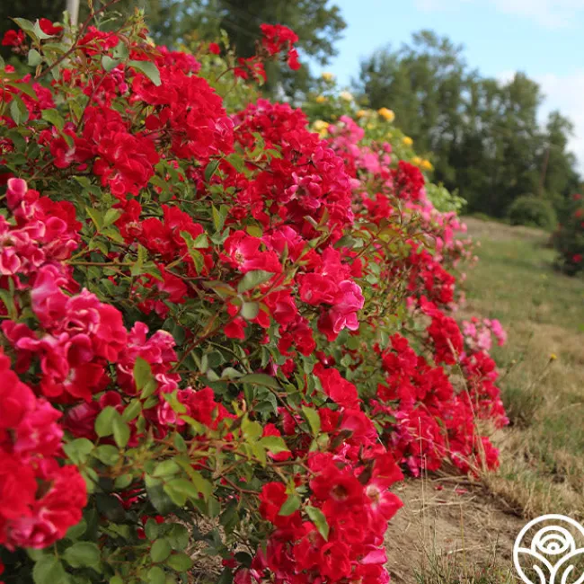 Red Meidiland®>Heirloom Roses Outlet