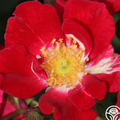Red Meidiland®><noscript><img width=