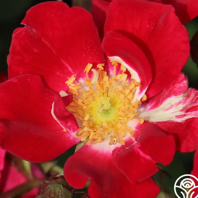 Red Meidiland®>Heirloom Roses Outlet