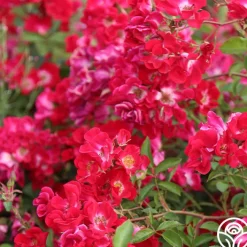 Red Meidiland®><noscript><img width=