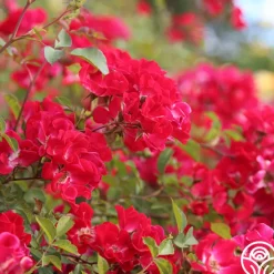 Red Meidiland®><noscript><img width=