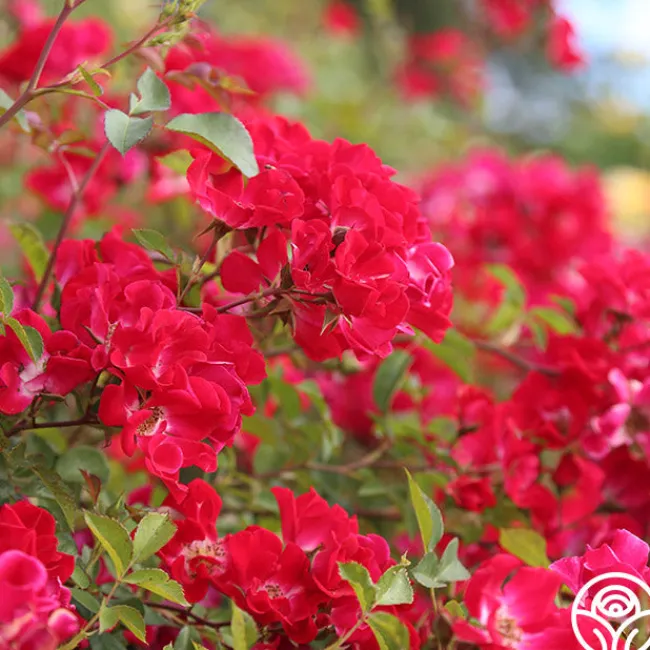 Red Meidiland®>Heirloom Roses Outlet