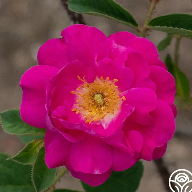 Red Moss>Heirloom Roses New