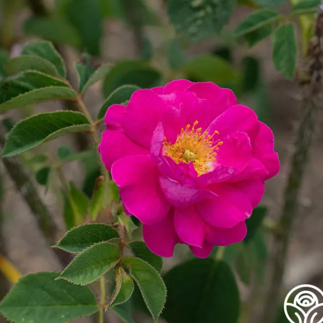 Red Moss>Heirloom Roses New