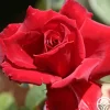Red Prince®>Heirloom Roses Online