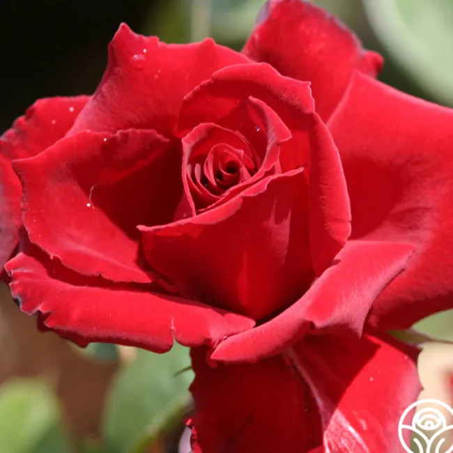 Red Prince®>Heirloom Roses Online