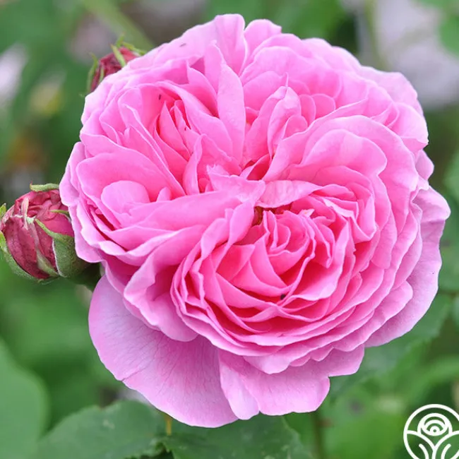 Reine Victoria>Heirloom Roses