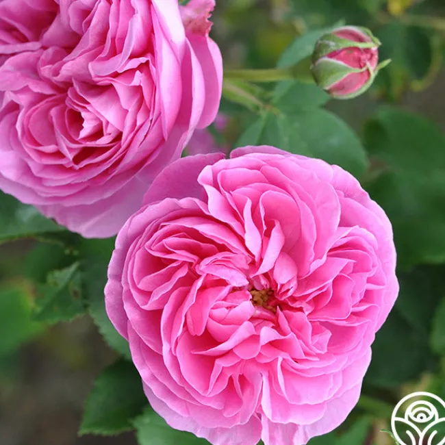 Reine Victoria>Heirloom Roses