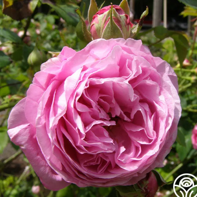 Reine Victoria>Heirloom Roses