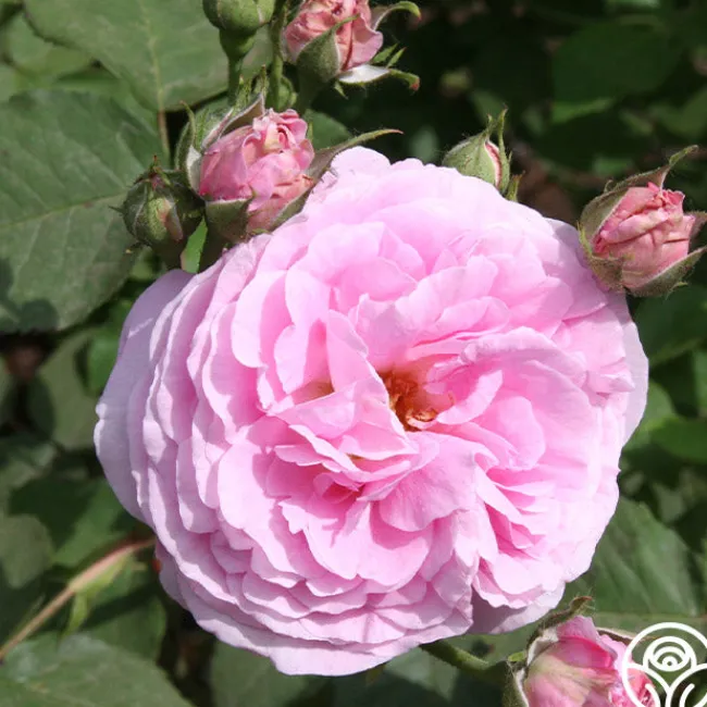 Reine Victoria>Heirloom Roses
