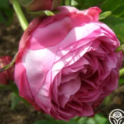 Reine Victoria><noscript><img width=