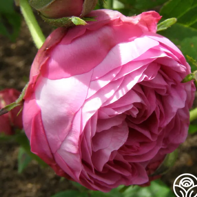 Reine Victoria>Heirloom Roses