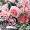 Relais & Chateaux>Heirloom Roses Hot
