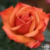 Remember Me®>Heirloom Roses Outlet